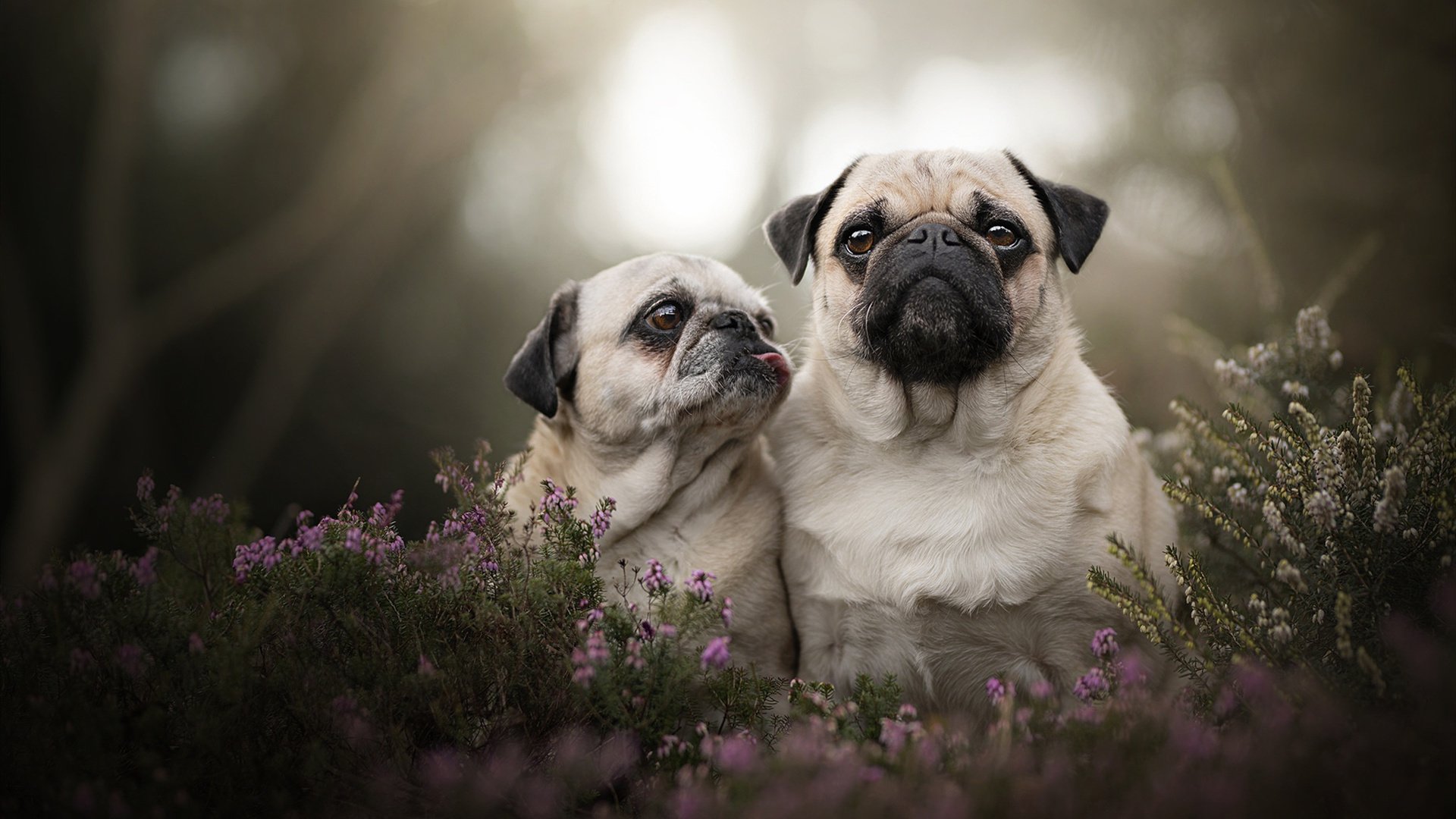 九游app下载中心-【青训故事】年轻运动员从丁俊晖训练中学到的攻防秘诀，丁俊晖教学示范视频