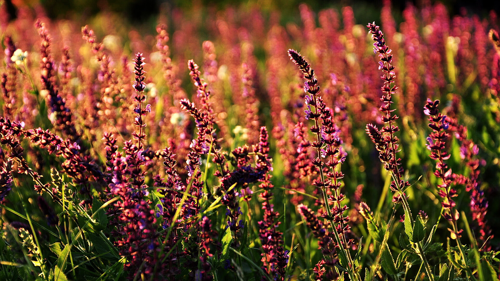 传奇巨星的“黄金时间”回顾：那些令人难忘的高光时刻，黄金传奇多少星